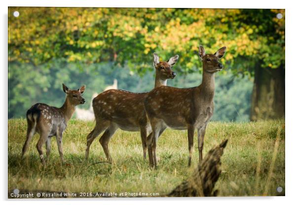 Deer Oh Deer Acrylic by Rosalind White