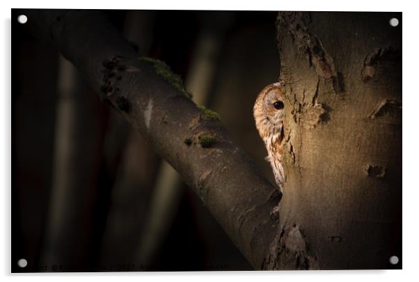 Tawny Owl Acrylic by Richard Astbury