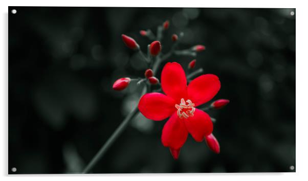The Red Acrylic by Dev Kumar