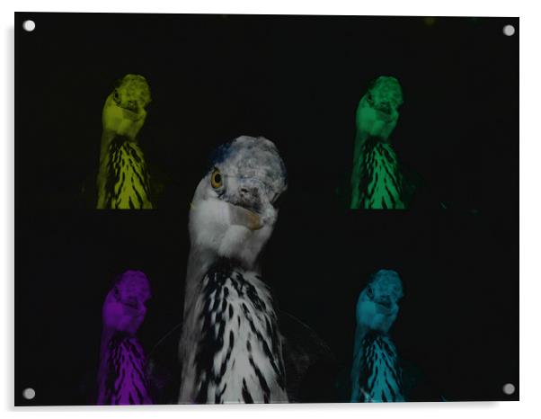 Herons herons and more herrons Acrylic by Martine Boer - Reid
