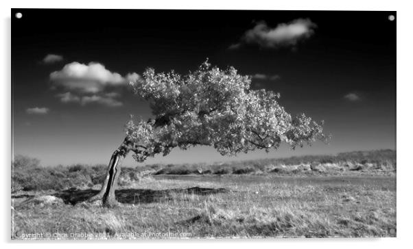 Infrared tree on Stanton Moor Acrylic by Chris Drabble