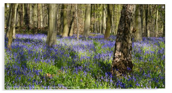 Blue Bells in Dukes Wood Acrylic by Chris Drabble