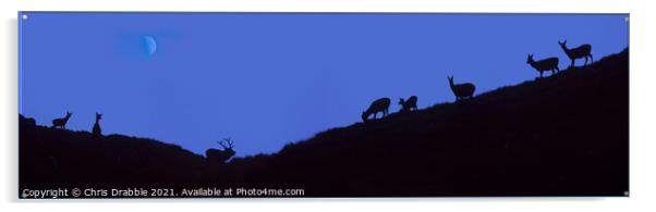 Stag and Hinds at dusk Acrylic by Chris Drabble