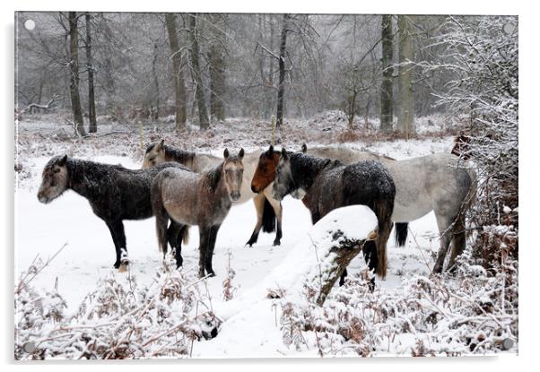 New Forest Ponies  in a Snowstorm Acrylic by Bob Barnes