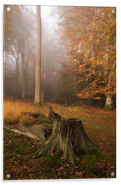 Autumnal Mist Acrylic by Bob Barnes