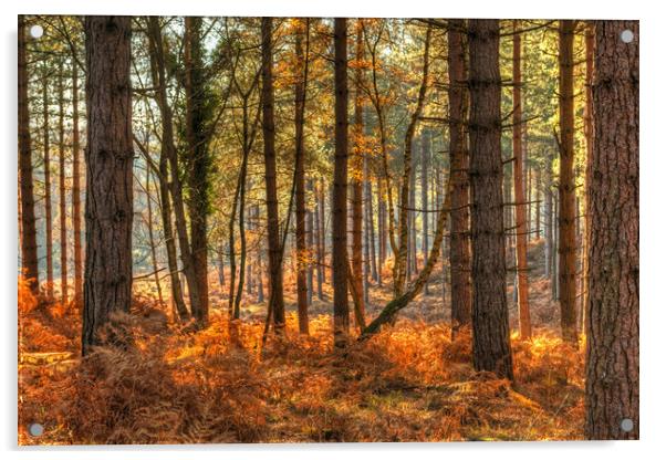 Pine Forest  in Autumn Acrylic by Bob Barnes