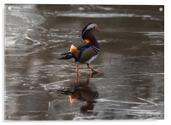 Mandarin Aix galericulata Acrylic by Bob Barnes