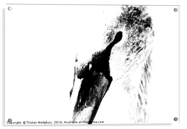 Black and White Swan Acrylic by Tristan Wedgbury