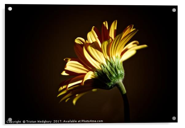 Gerbera Acrylic by Tristan Wedgbury