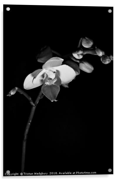 Black and White Orchid Acrylic by Tristan Wedgbury
