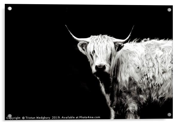 Highland Cow Black and White Acrylic by Tristan Wedgbury