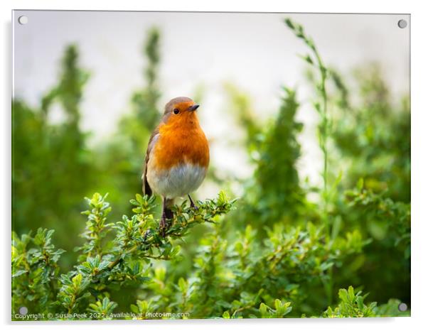 English Robin Perched on Shrubbery Acrylic by Susie Peek