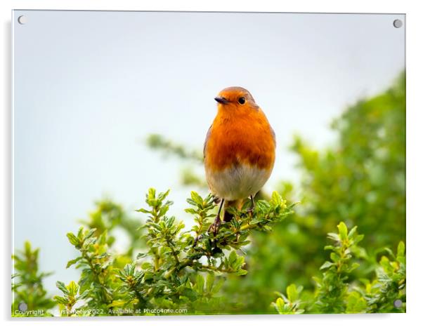 English Robin Perched on Shrubbery Acrylic by Susie Peek