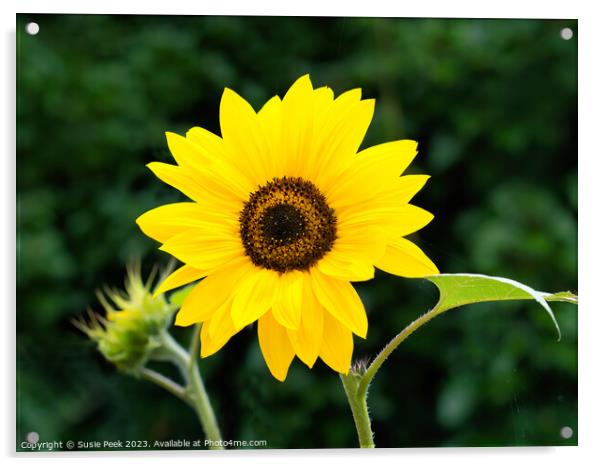 Sunflower Helianthus-Annuus Acrylic by Susie Peek