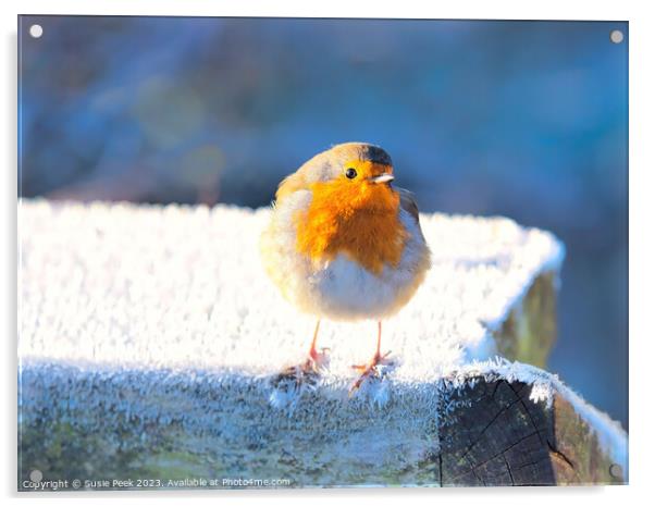 English Robin Erithacus rubecula Acrylic by Susie Peek