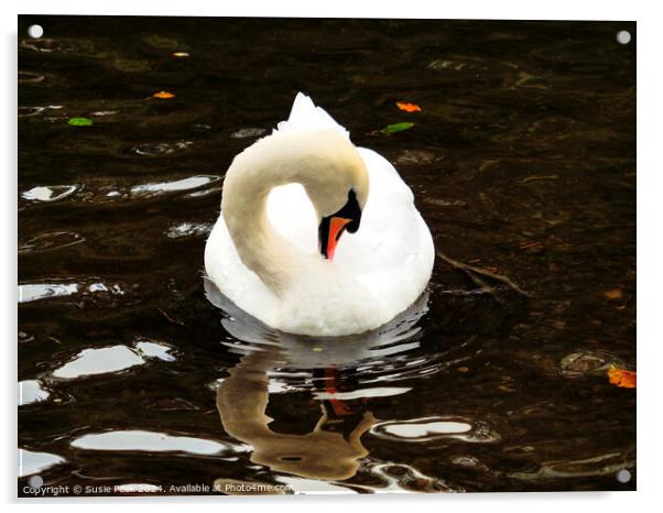 White Mute Swan Swimming on the River Acrylic by Susie Peek