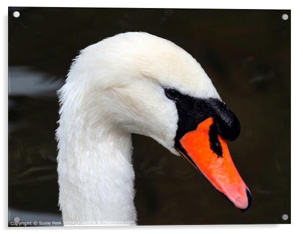 Portrait of a White Mute Swan Acrylic by Susie Peek
