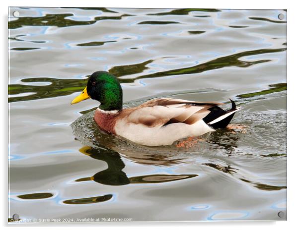 Male Mallard with Reflections Swimming on a River Acrylic by Susie Peek