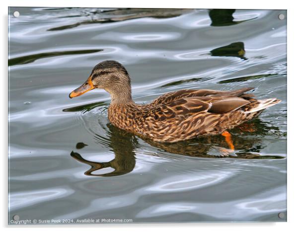 Female Mallard Swimming Acrylic by Susie Peek