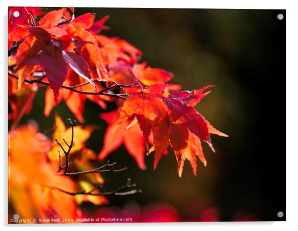 Acer Leaves in Autumn Acrylic by Susie Peek