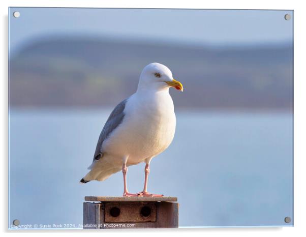 Herring gull - Larus argentatus Acrylic by Susie Peek