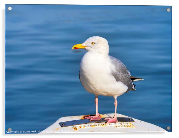 Herring Gull - Larus argentatus Acrylic by Susie Peek