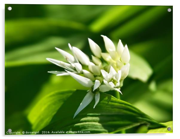 Wild Garlic - Allium ursinum Acrylic by Susie Peek