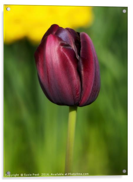 Black Tulip Acrylic by Susie Peek