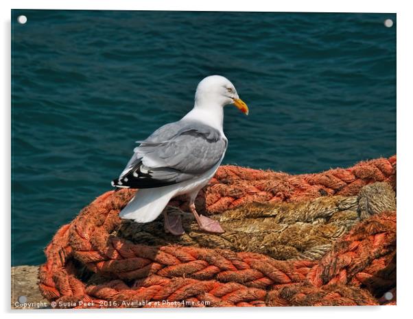 Herring Gull At The Harbour Acrylic by Susie Peek