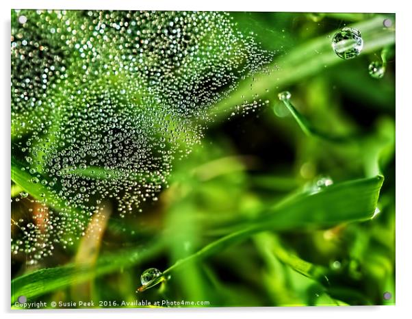 Dewy Grass Spider Web Acrylic by Susie Peek