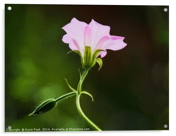Wild Geraniums - Impressions Acrylic by Susie Peek