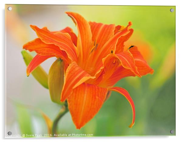 Tiger Lilies - Lilium bulbiferum Acrylic by Susie Peek