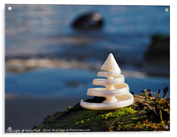 Spiralling Troca Shell Acrylic by Susie Peek