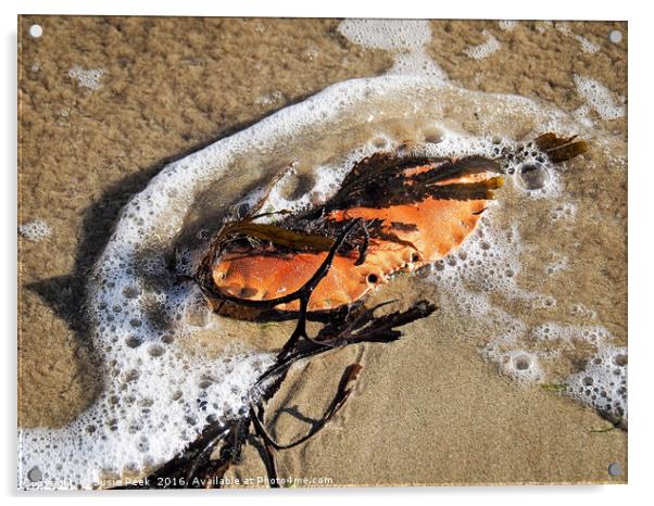 Crab Shell And Seaweed Acrylic by Susie Peek