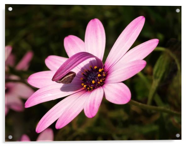 Snail On Hardy Osteospermum Acrylic by Susie Peek