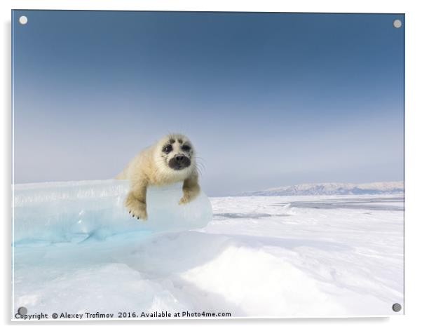 Baikalian seal puppy. Curiosity Acrylic by Alexey Trofimov