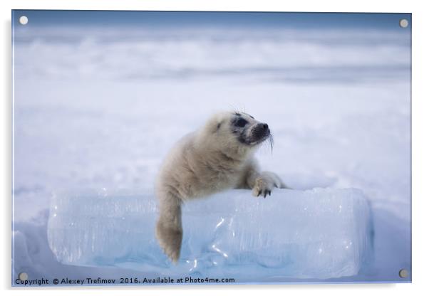 Baikal seal puppy Acrylic by Alexey Trofimov