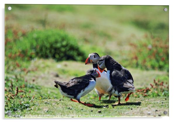 Puffin Talk, Skomer Island, Pembrokeshire Acrylic by Wolfgang Ackermann