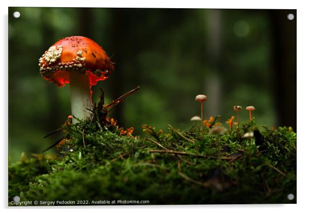 Fly agaric or Fly amanita (Amanita muscaria) is a basidiomycete of the genus Amanita. Acrylic by Sergey Fedoskin