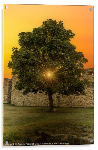 Tree at sunset time. Kalemegdan Fortress in Belgrade. Serbia. Acrylic by Sergey Fedoskin