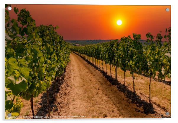 Rows of vineyard at sunset. Acrylic by Sergey Fedoskin