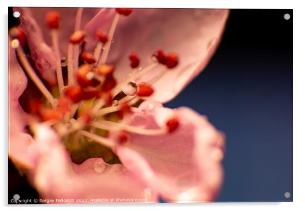 Bright flower of peach. Acrylic by Sergey Fedoskin