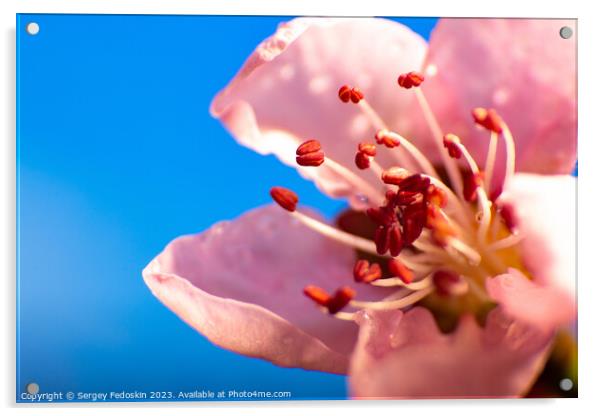 Bright flower of peach. Acrylic by Sergey Fedoskin
