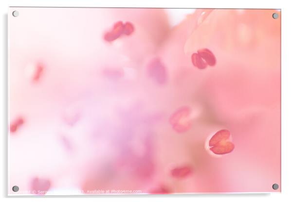 Unfocused blossoming peach Acrylic by Sergey Fedoskin