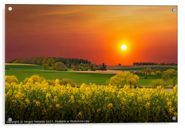 Rural area with rapeseed fields and forests at sunset Acrylic by Sergey Fedoskin