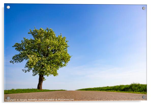 Lonely tree near the road between green fields Acrylic by Sergey Fedoskin