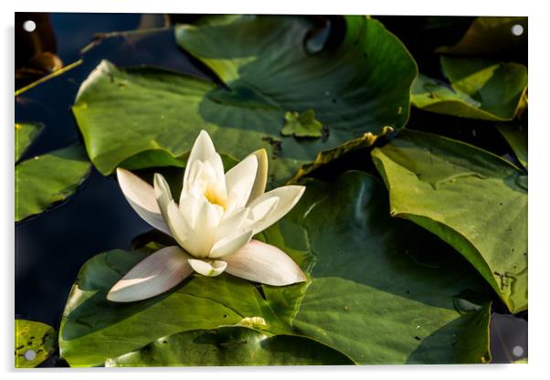White water lily in summer pond Acrylic by Sergey Fedoskin