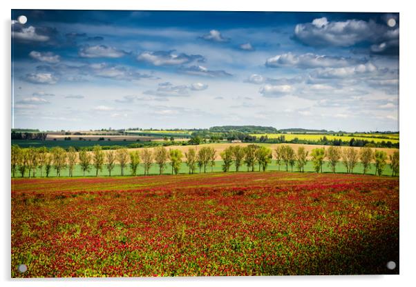 Rural landscape with clover field in Czech Republi Acrylic by Sergey Fedoskin