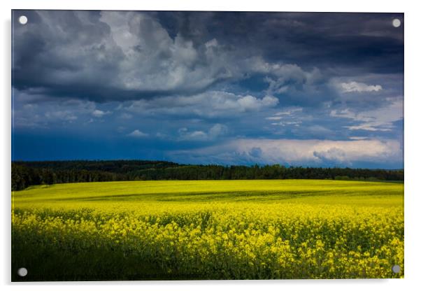 Yellow field. Acrylic by Sergey Fedoskin