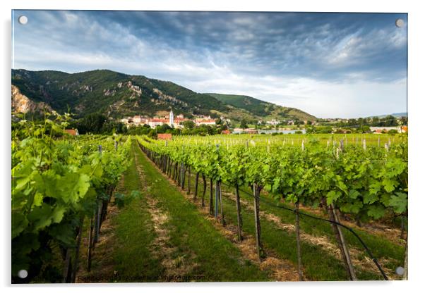 Vineyards in Wachau. Acrylic by Sergey Fedoskin